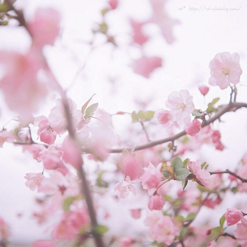 город уплыл весь в цветение мая