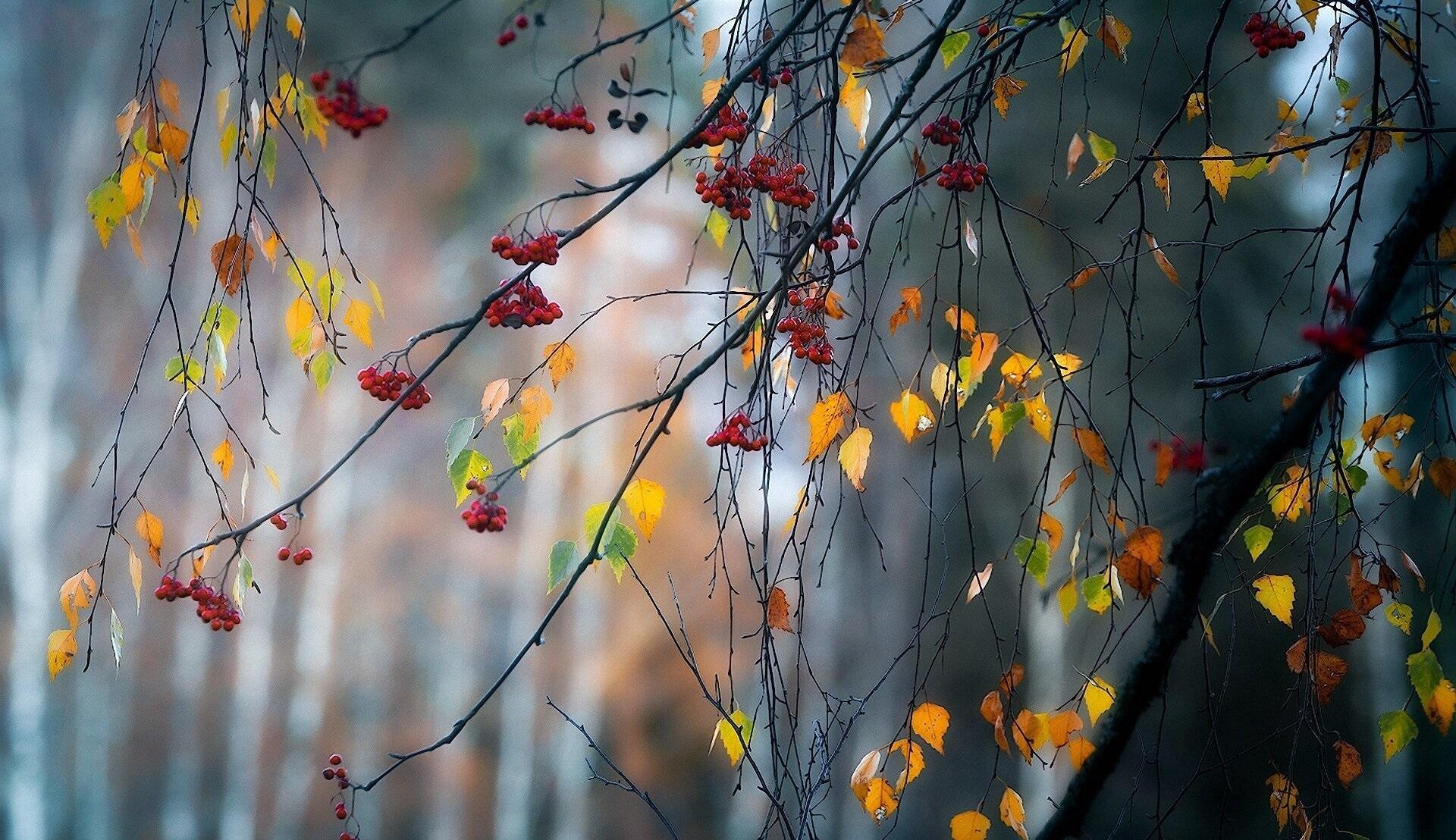 Осень Любви (А.Ладыгин)
