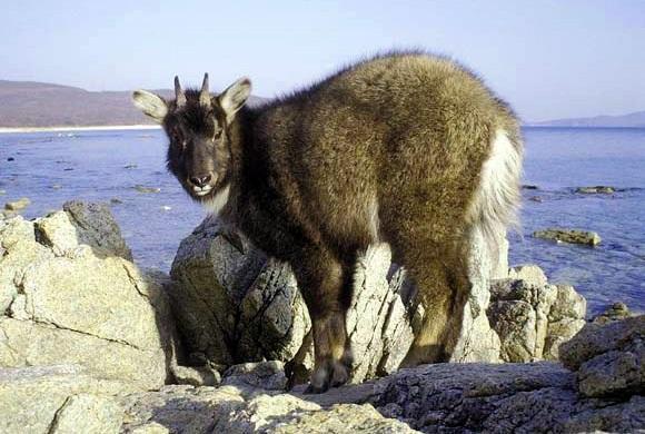 Амурская ЗАГАДКА!