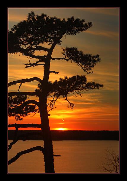 Вершины сосен (хокку)...