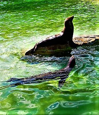 Тюлени. Стихи к фотографиям