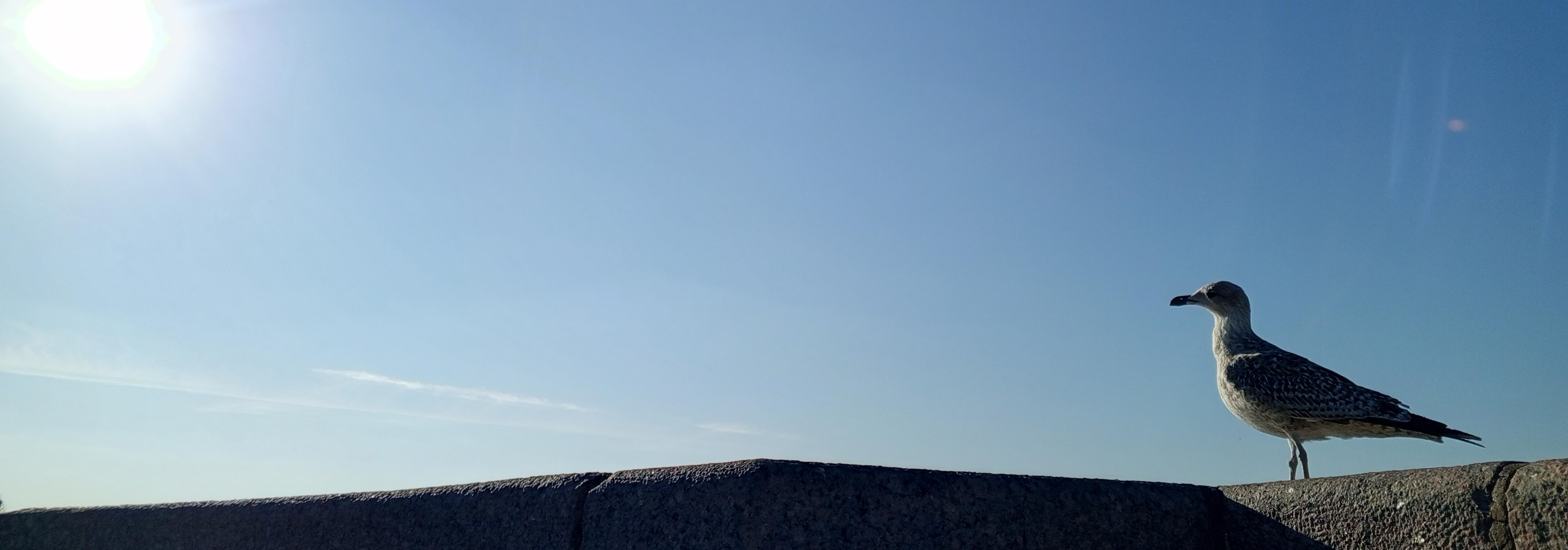 IN URBE II [В ГОРОДЕ II]