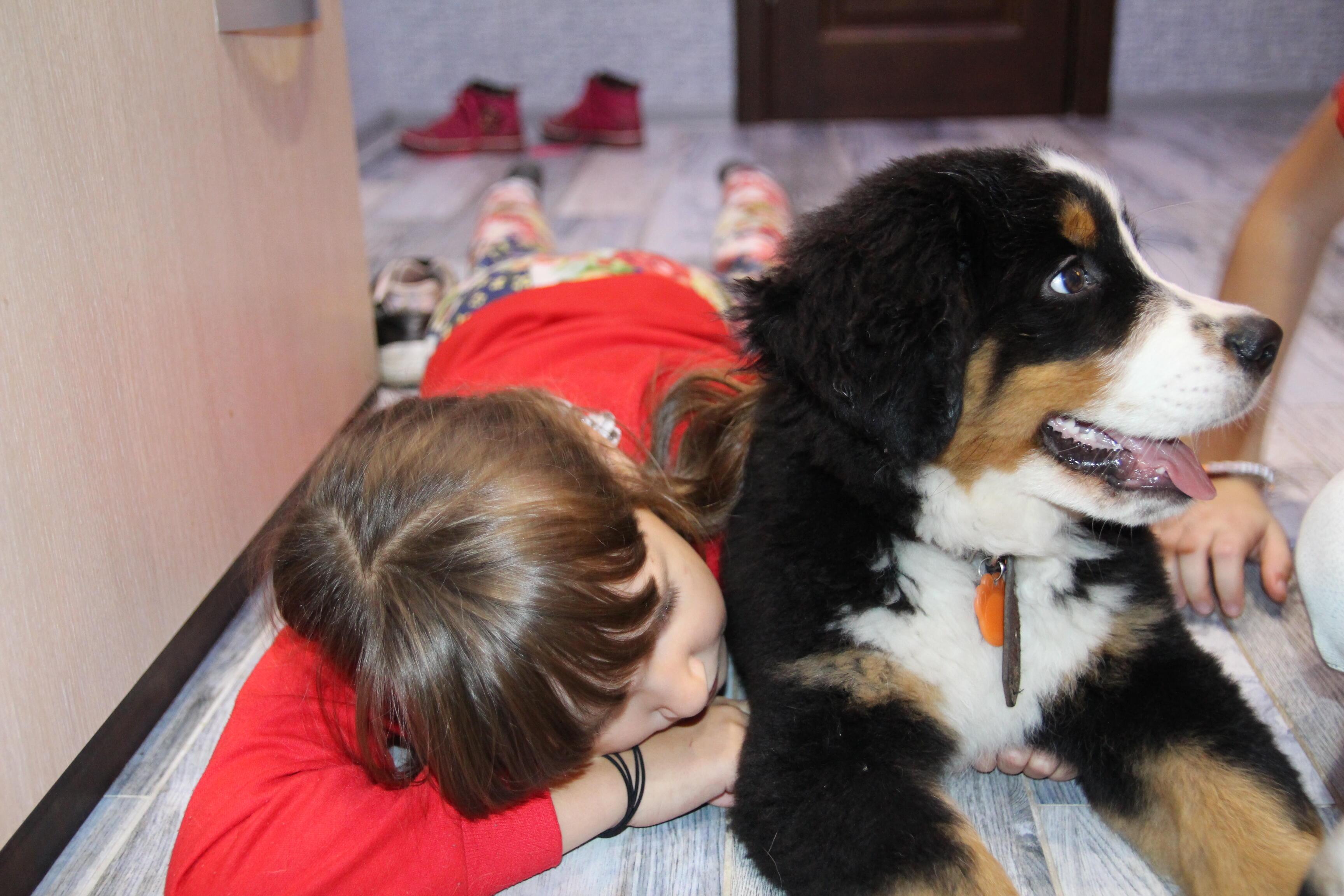 Что думают о нас собаки...