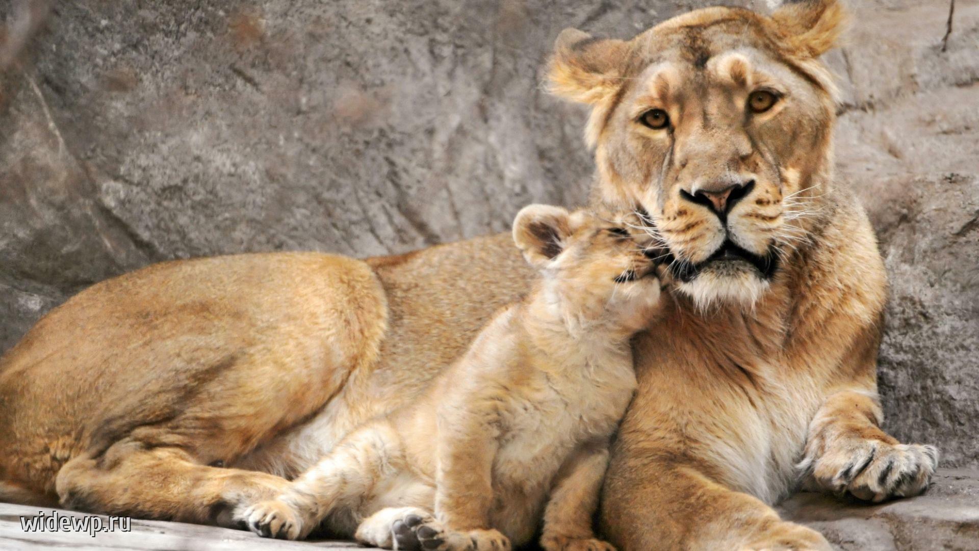 ❤️  РАССКАЖИ  МНЕ  МАМА  ЛЬВИЦА