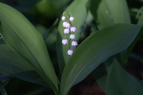 Впереди наши вёсны...