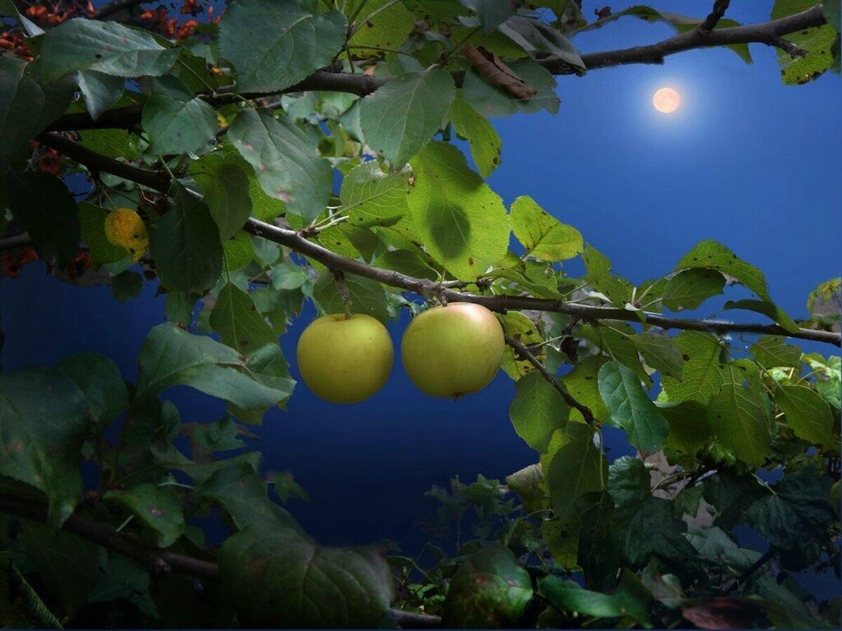 Отцвели давно