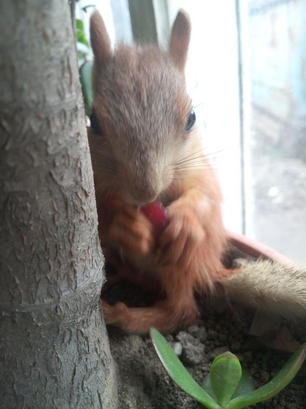 Белка по имени Тайсон