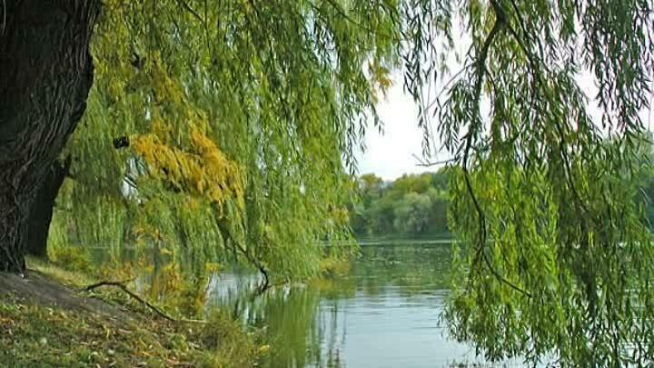 ГДЕ ИВЫ ПРИКАСАЯСЬ К ВОДНОЙ ГЛАДИ...