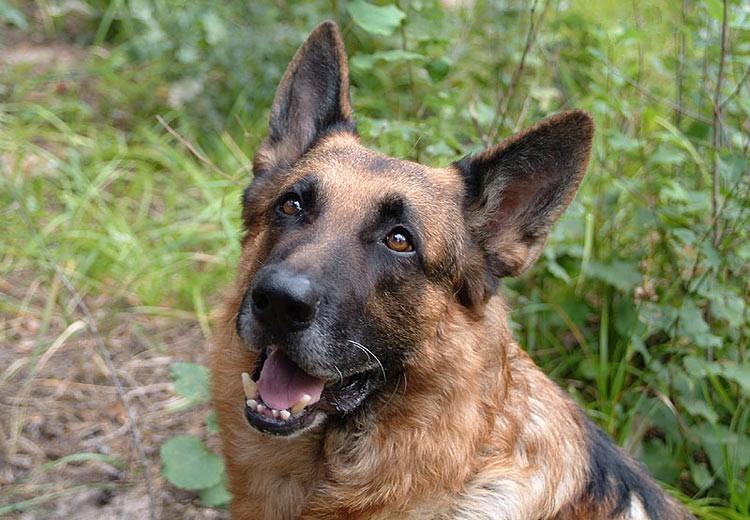 Как спас хозяйку Лорд от смерти