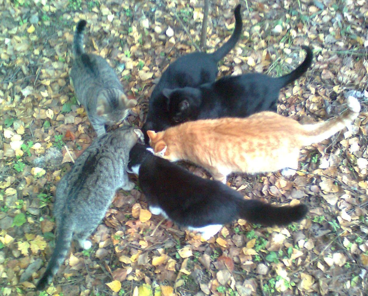 Кошачья преданность