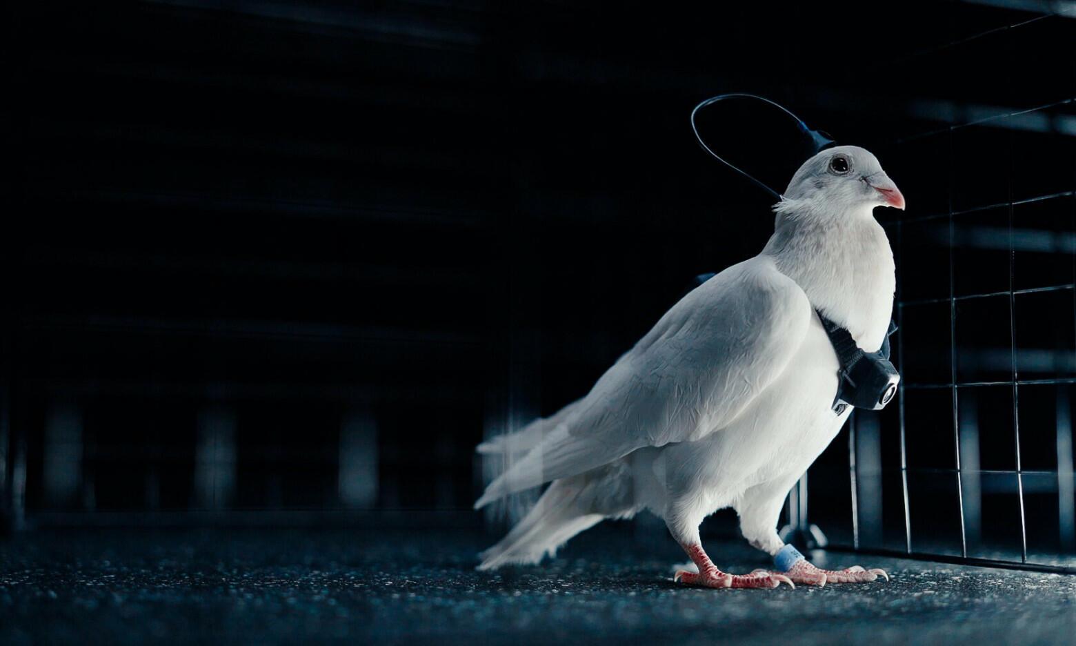 Летите, голуби, летите