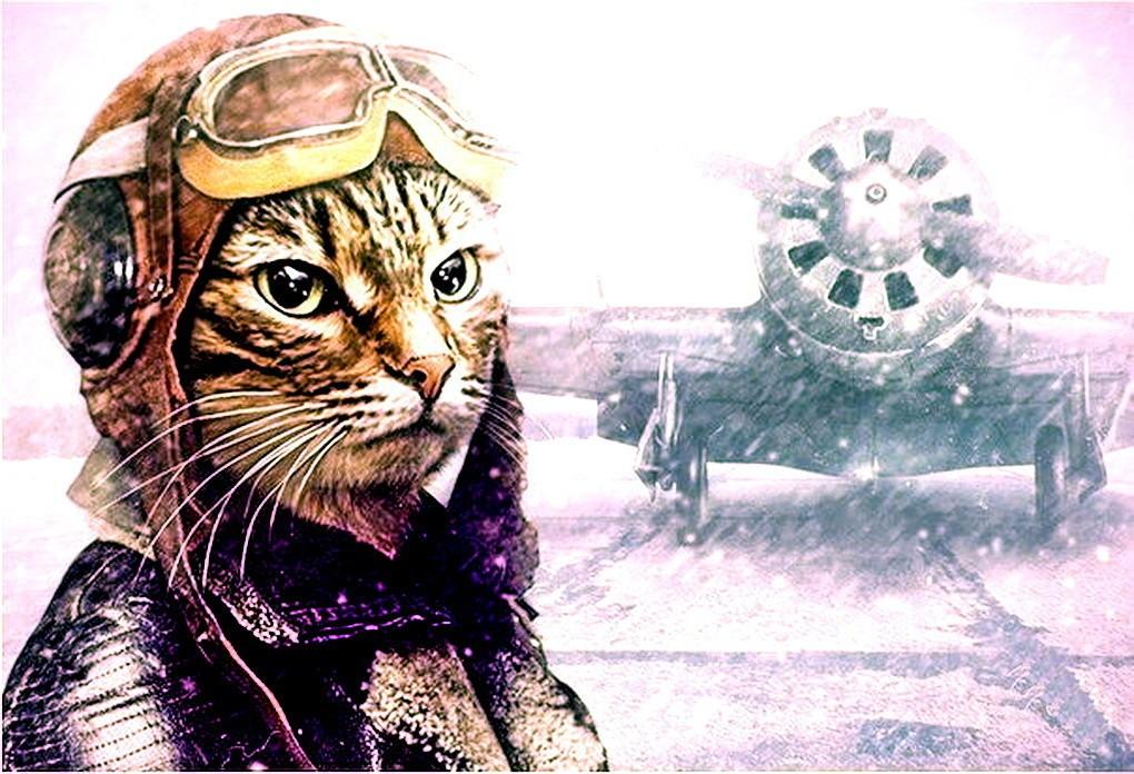 Серия... Диалоги с Миром. Кошки. Вася.