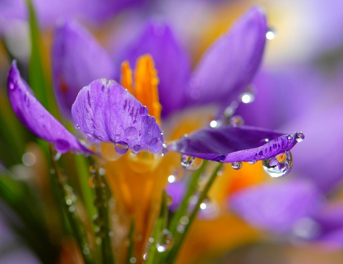 НЕ РУГАЙ МОЮ ВЕСНУ