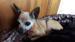 Ох, Рябинушка, Рябинка!