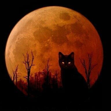 Рыжая кошка-луна