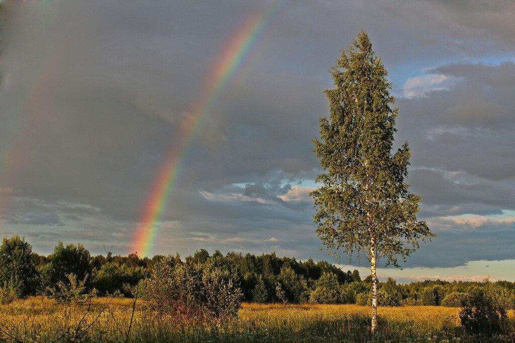 Ах ты, полюшко моё