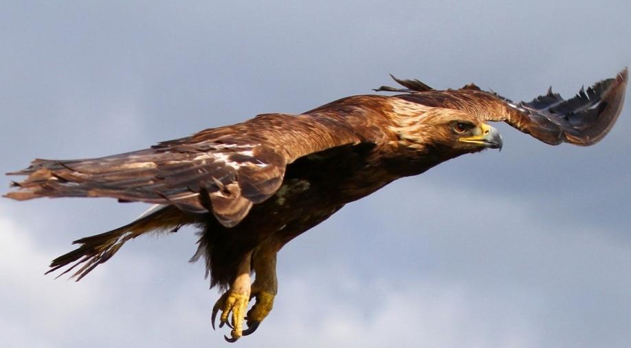 Год парящего орла