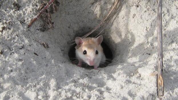 Норка в горке