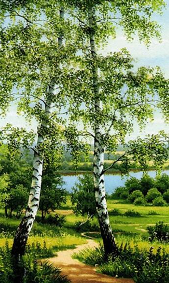 КУДРЯВАЯ БЕРЁЗА