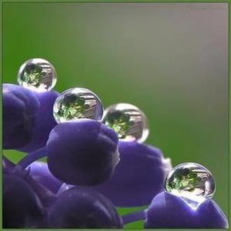 В оранжерее неподаренных цветов