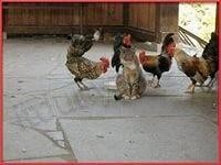 Дед и петух.