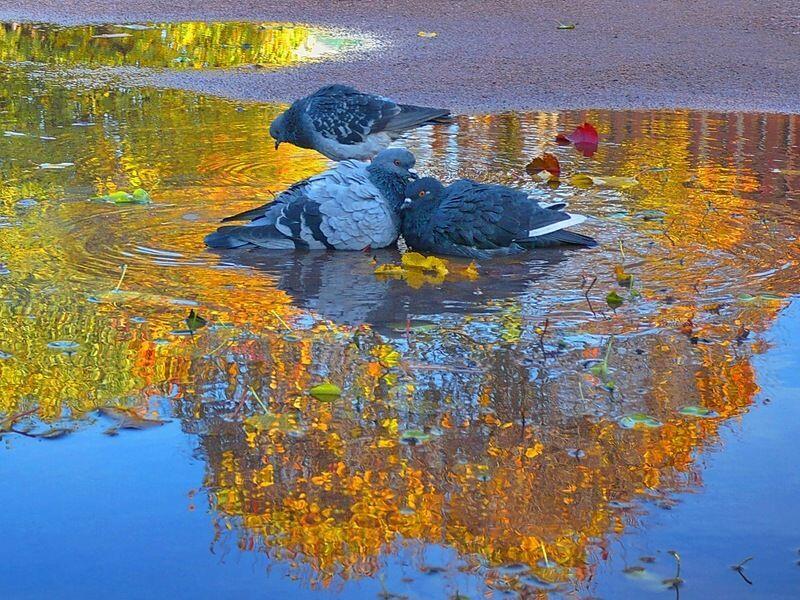 Трепетали...