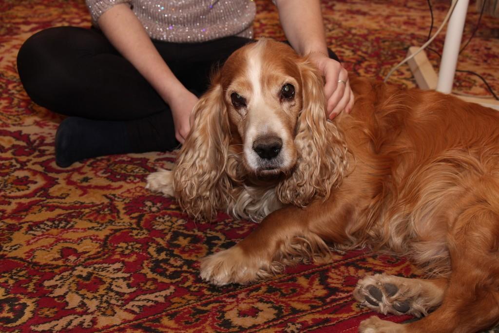 Старая собака