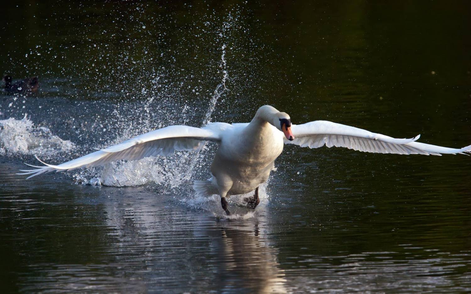 Лебединая стая