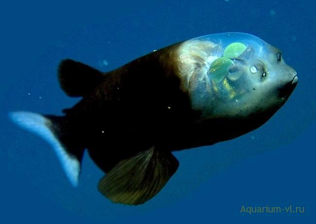 Ещё не время