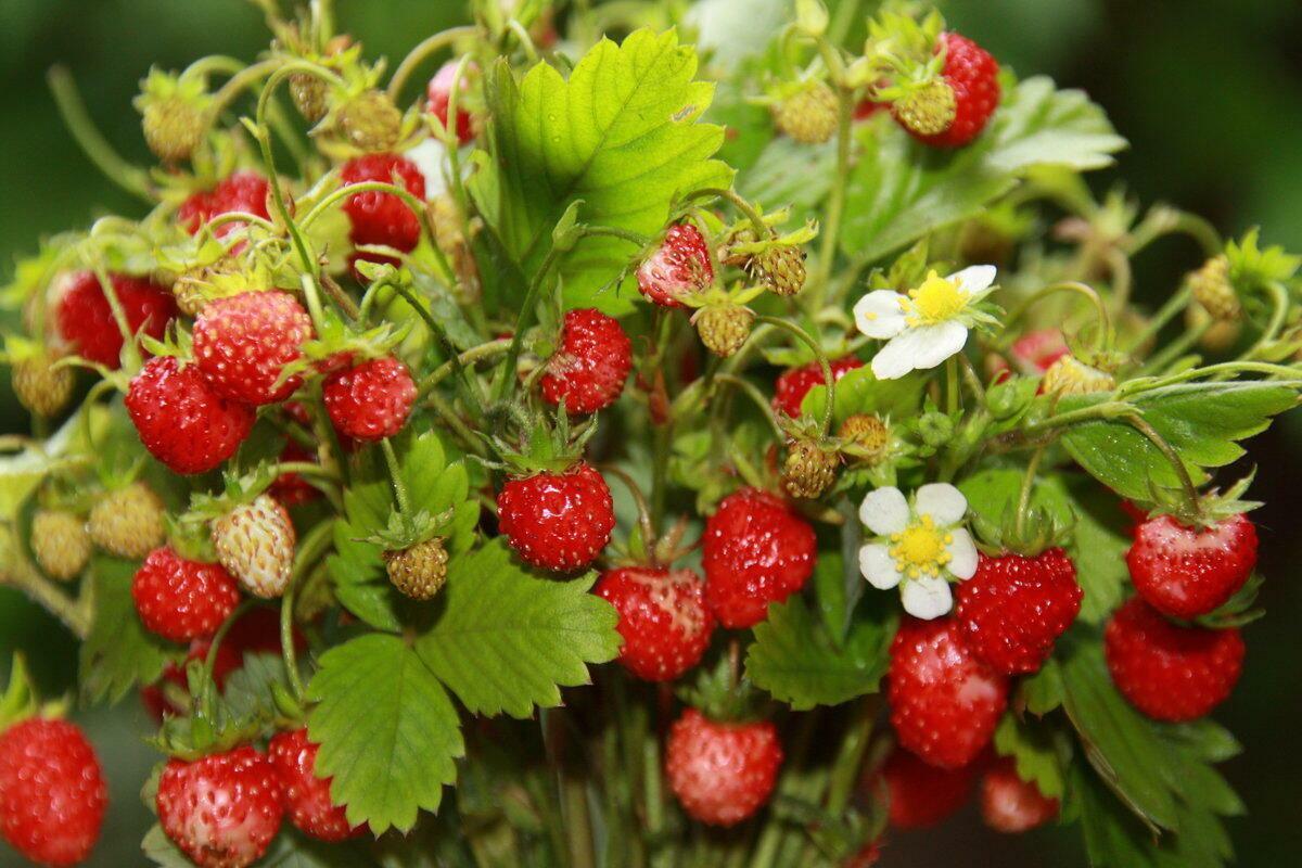 ПОЧЕМУ  СОРНЯК  БЫВАЕТ  ГАДКИМ