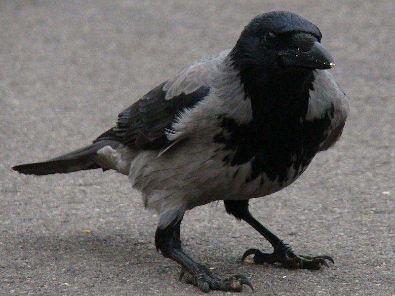 Летели лебеди на юг