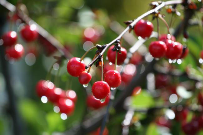 НЕЖНЫЙ  ТАЛИСМАН ... ( МОЕЙ  НАСТЁНЕ ... )