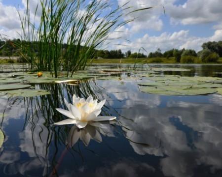 У озера стелется утро туманное...
