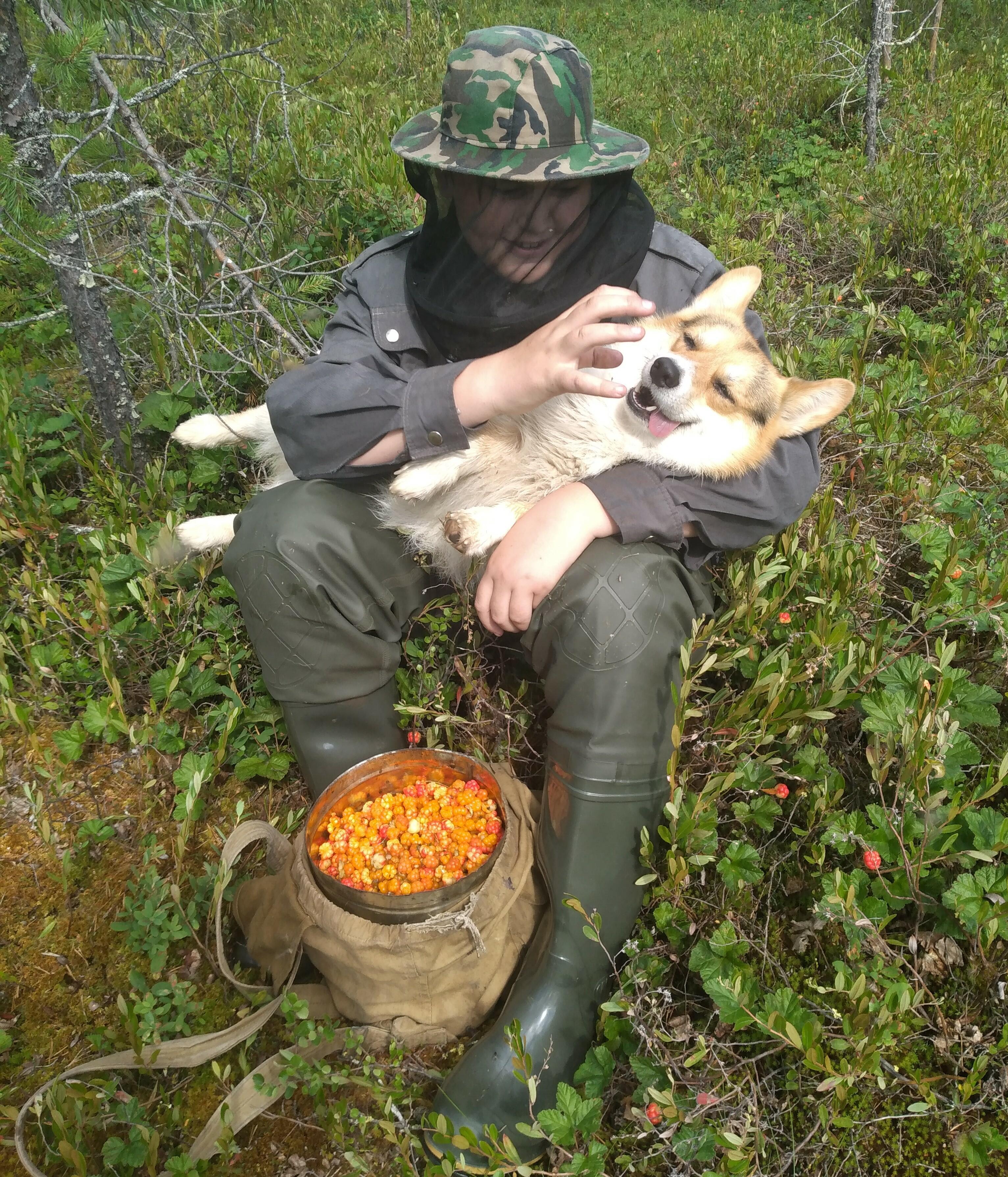 Шершни даосы