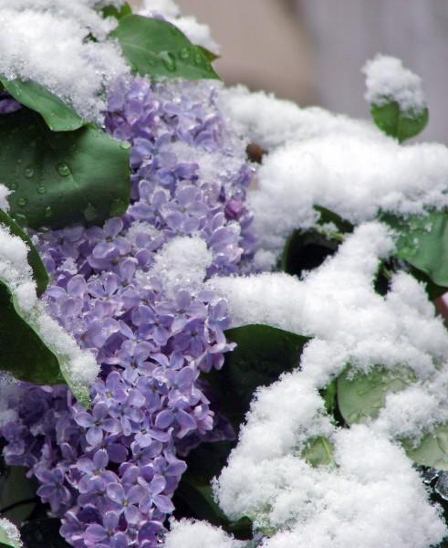 А МАЯ, ВИДИМО НЕ БУДЕТ