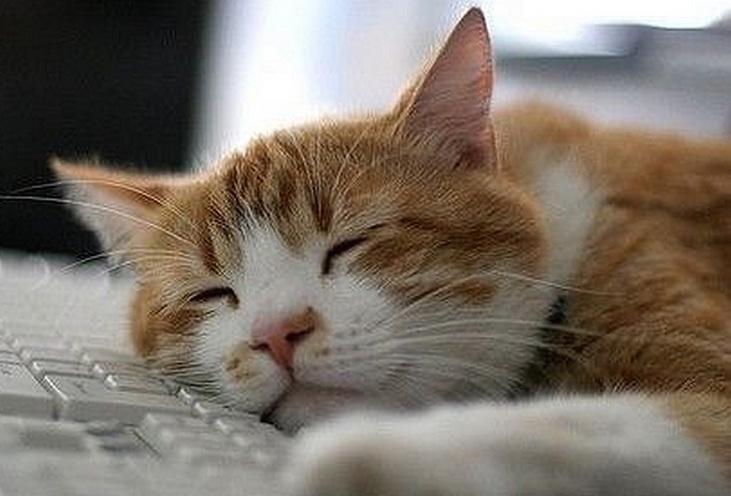 Спокойно ночи