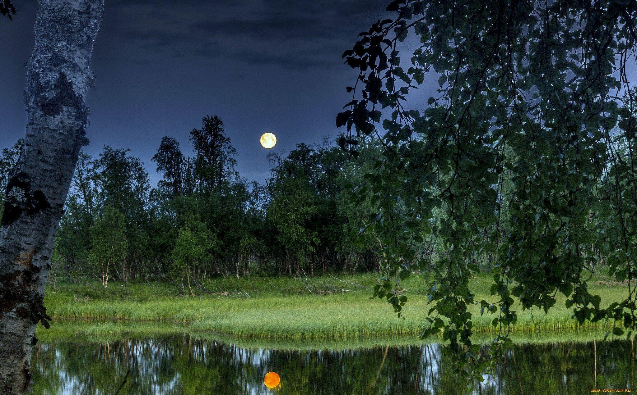 Песни а на небе луна. Луна над озером. Летняя ночь. Березы ночью. Луна березы.