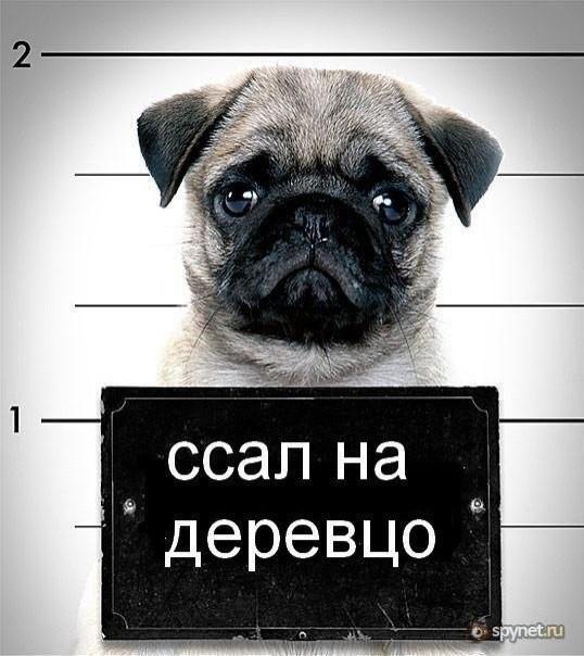 Не ищите во мне соперника