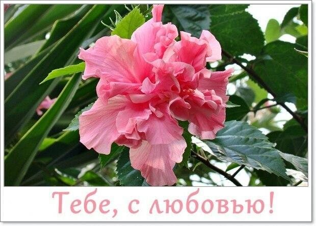 Тебе, с любовью!