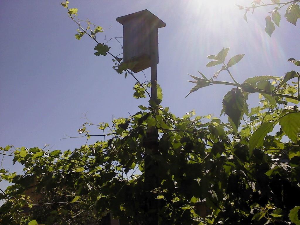 25 августа, Коссово.