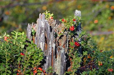 И даже пень...