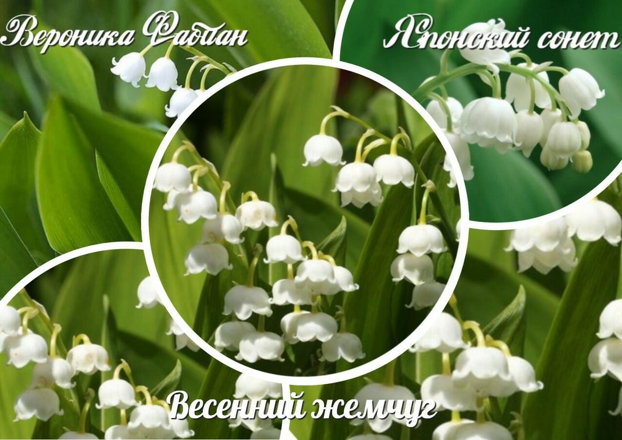 Весенний жемчуг. Японский сонет