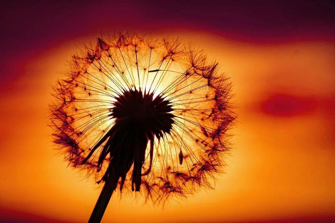 ДОЖИЛ ДО ЗАКАТА