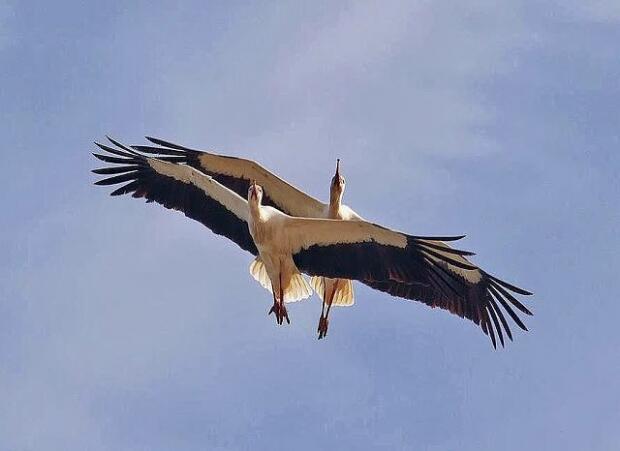 ЛЮБОВЬ ВСГДА ПРАВА