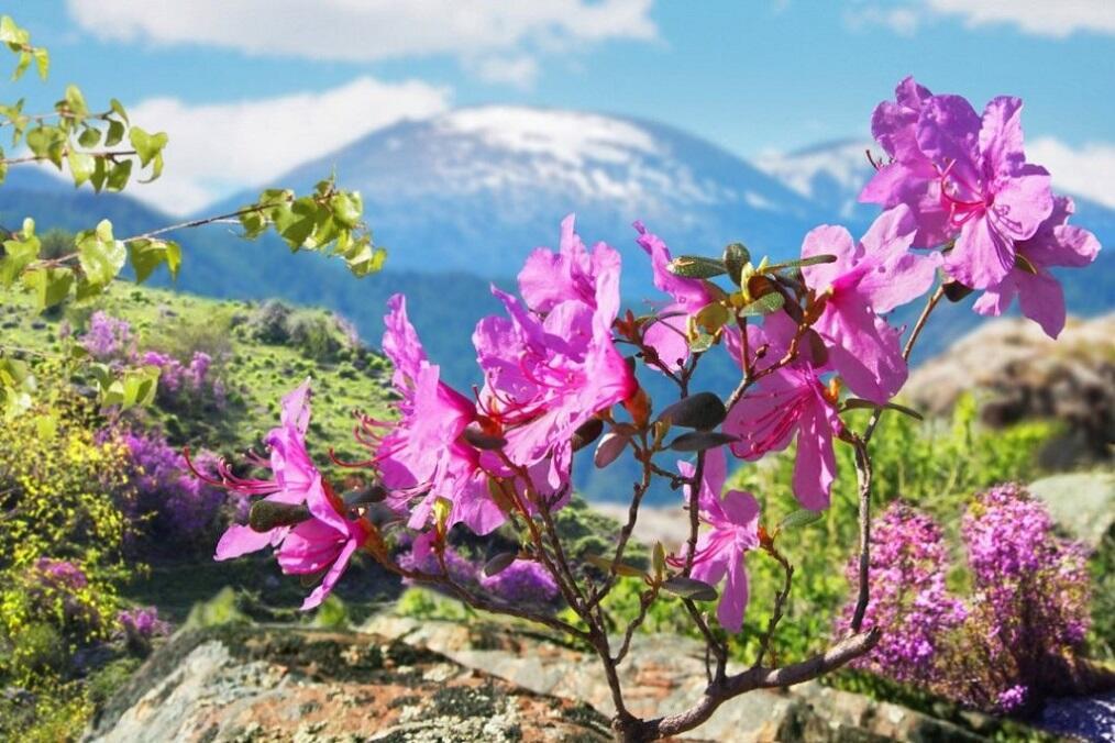       Цветёт маральник на Алтае