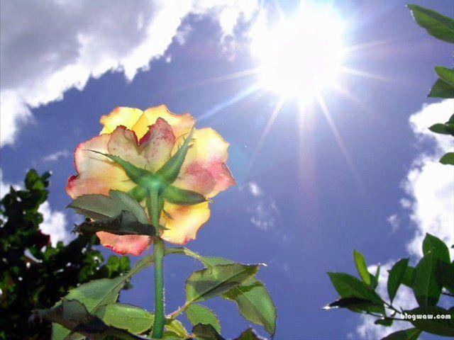 Стихи  -  Цветок