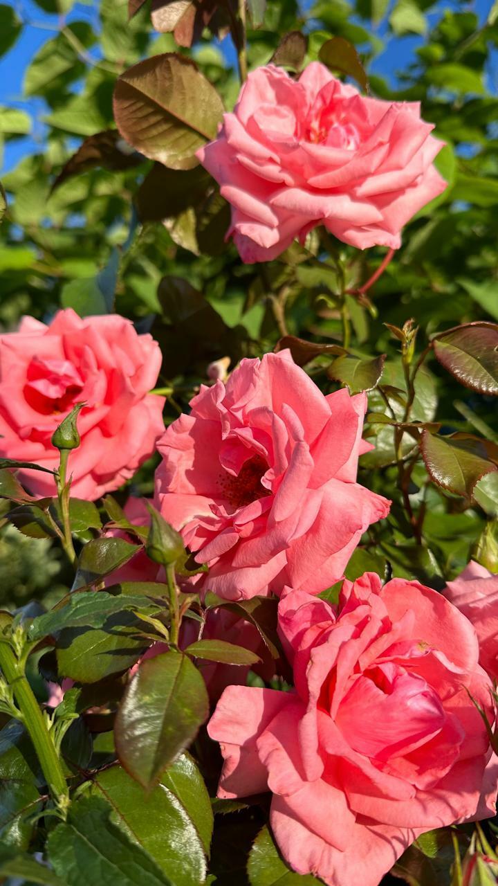 Мгновение удивляет.