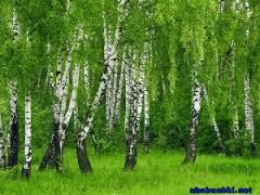 До свиданья, березовый край