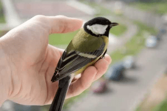 Ловцы журавлей