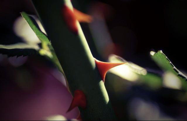 УСТРАНЕНИЕ ШИПОВ. ВАРИАНТЫ.